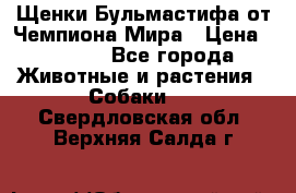 Щенки Бульмастифа от Чемпиона Мира › Цена ­ 1 000 - Все города Животные и растения » Собаки   . Свердловская обл.,Верхняя Салда г.